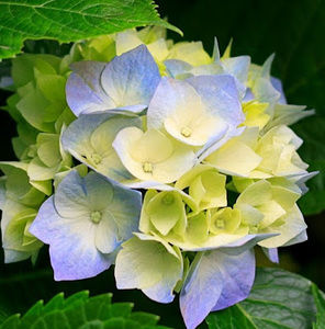 Meet your Posher, Candace